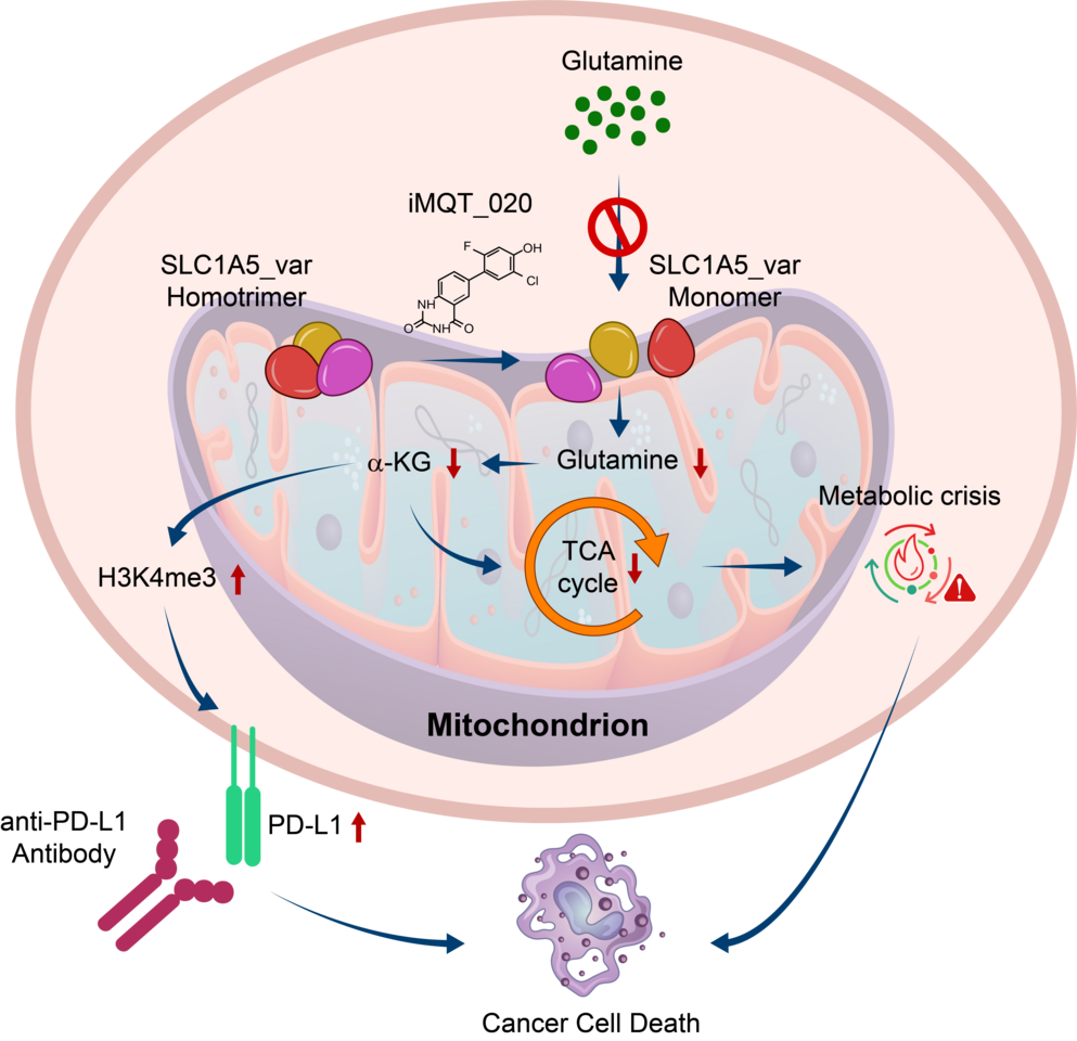 Starving Glutamine Selectively in Cancer Cells: Artificial Intelligence Predicted Structure-Based Drug Discovery of Cancer Metabolism Targeting Small Molecule
