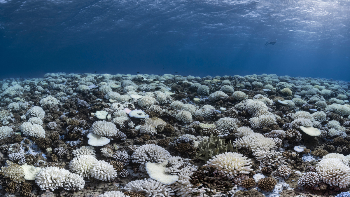 Call for papers: Ecosystems under marine heatwaves