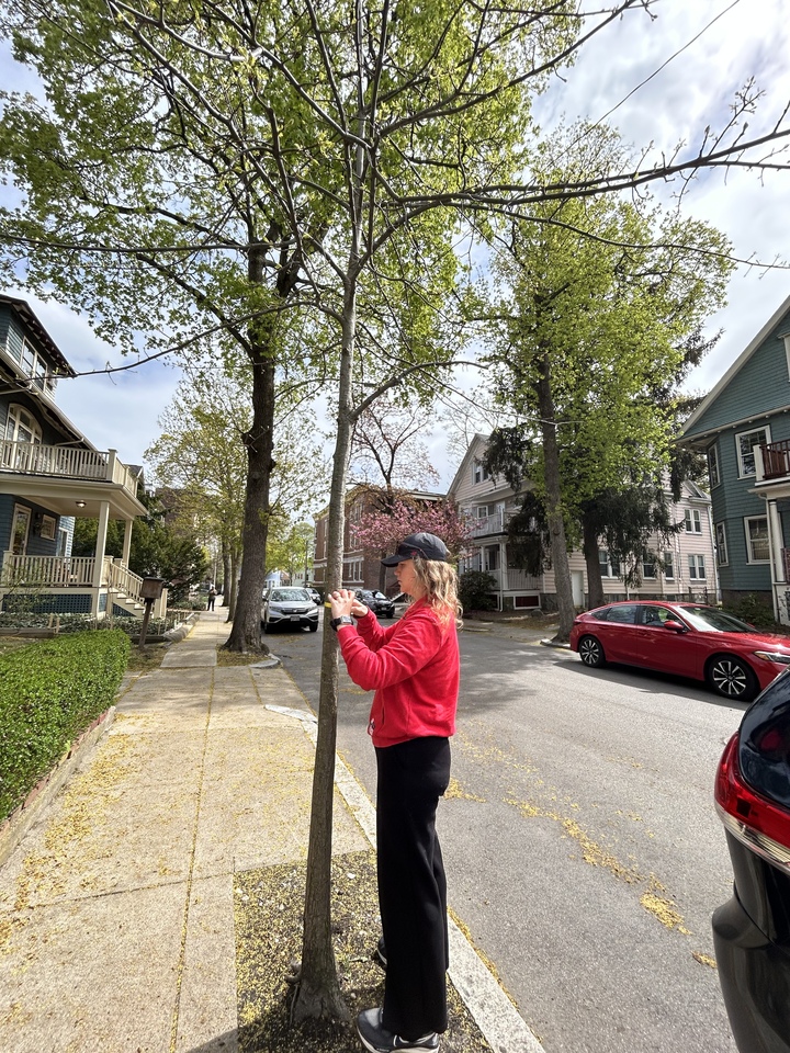 The dysregulated microbiome of city trees