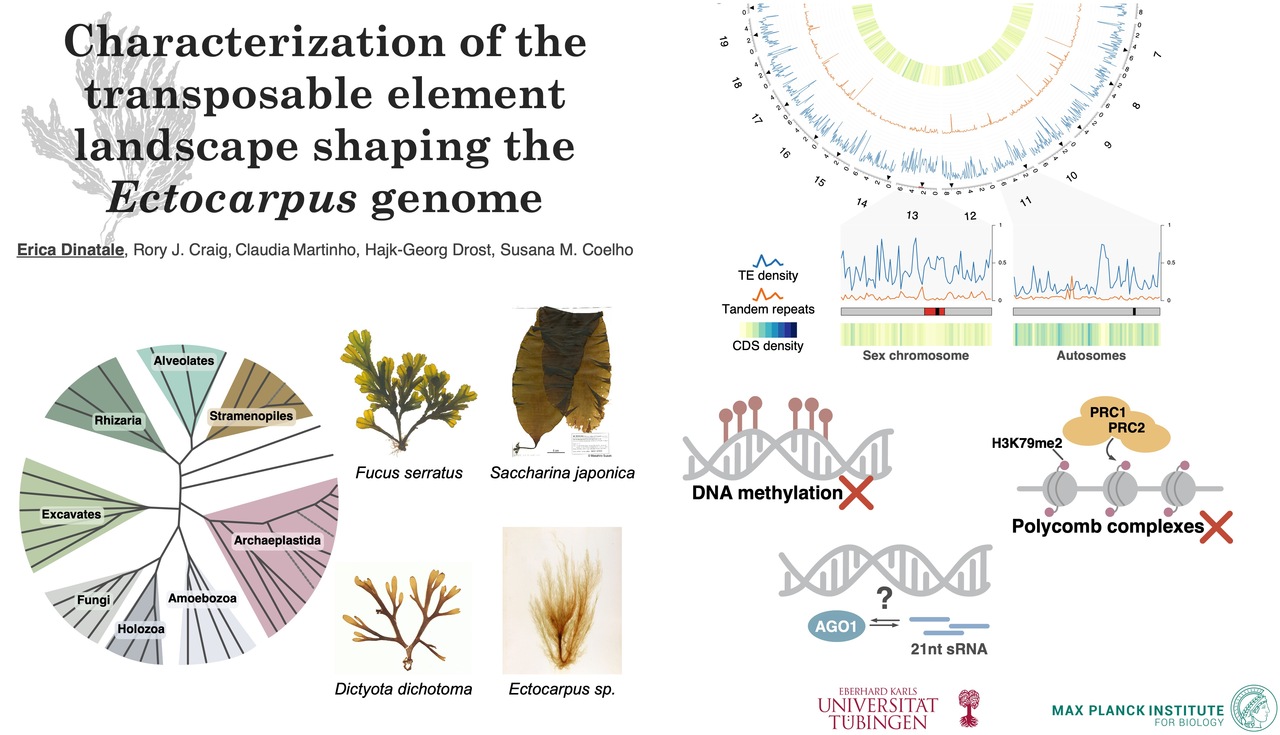 What brown algae taught me about the importance of jumping genes for genome evolution