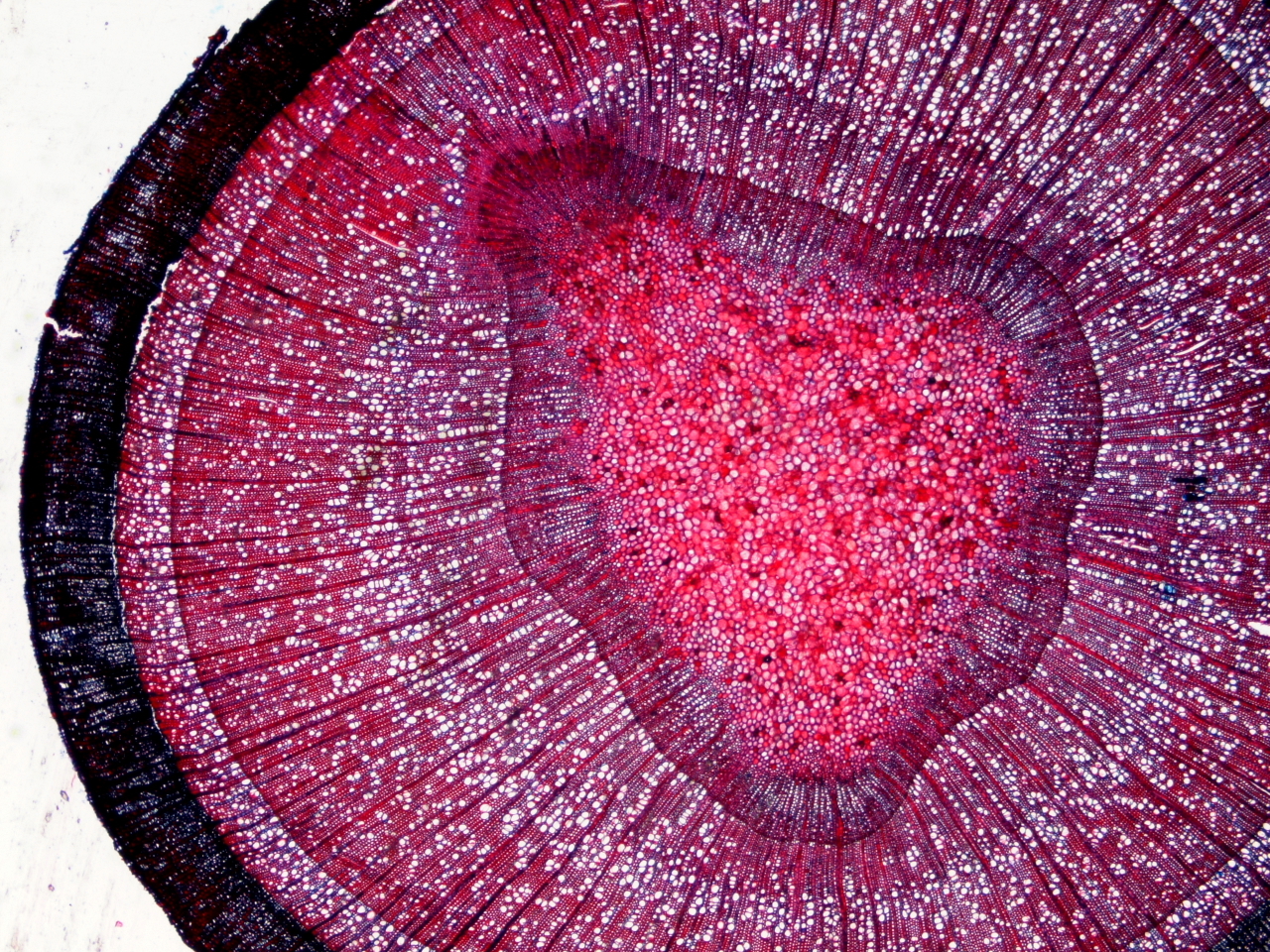 Finding my (your) why