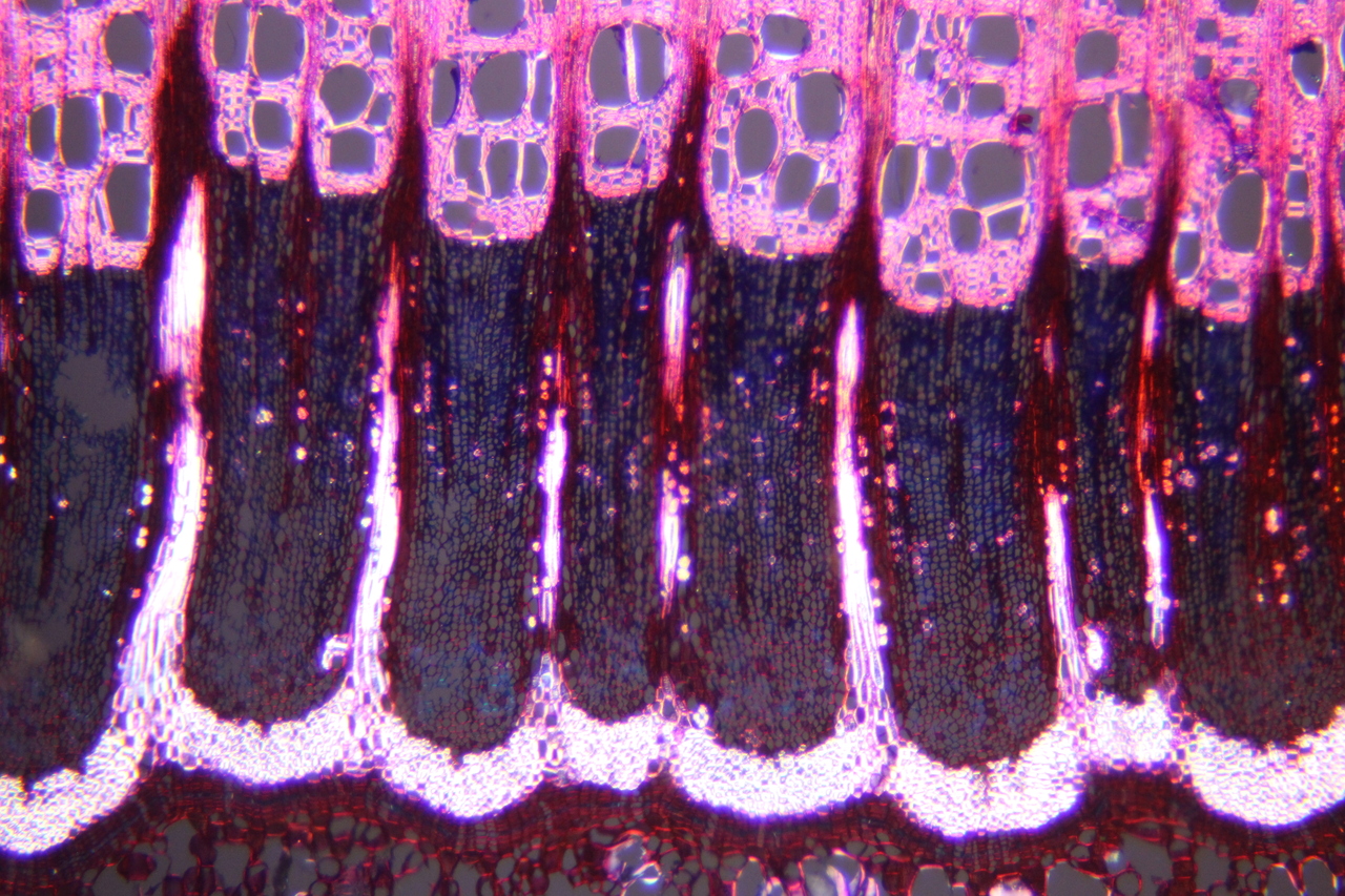 The Curious Asymmetry of Academic Time