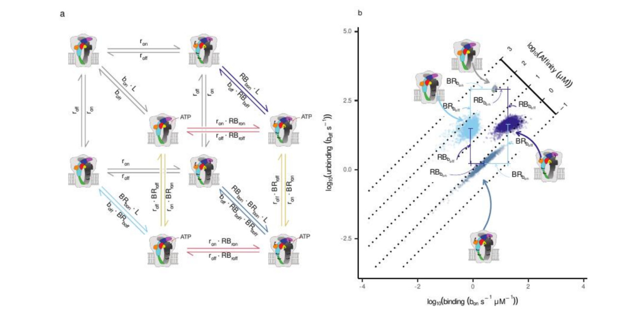 Mapping the Invisible: Translating Kinetic States into Structural Reality in P2X Receptors