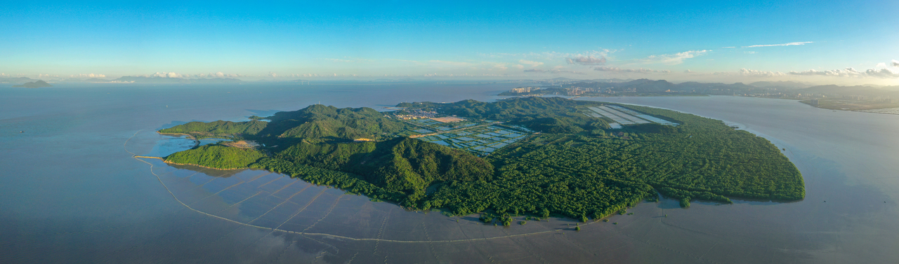 When Trees Breathe Methane: Revealing a Hidden Pathway in Mangrove Carbon Cycling
