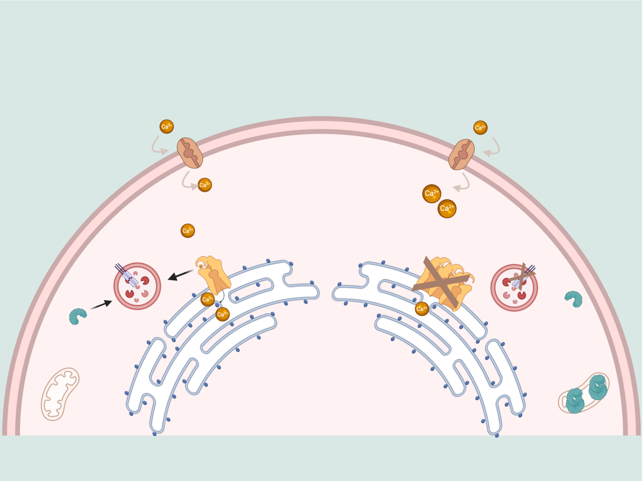 Uncovering the role of chaperone-mediated autophagy in muscle aging