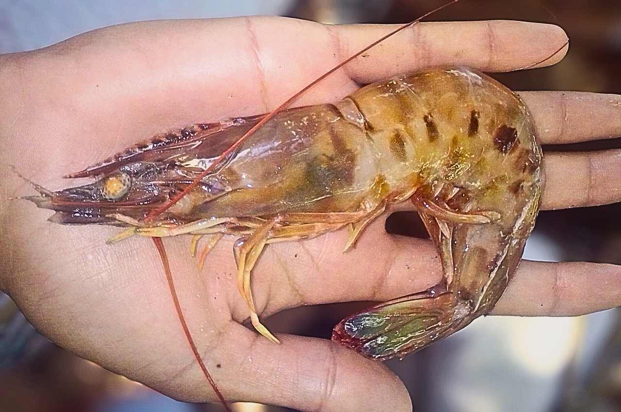 Separated by water, connected by genes: uncovering hidden divergence in the pink shrimp