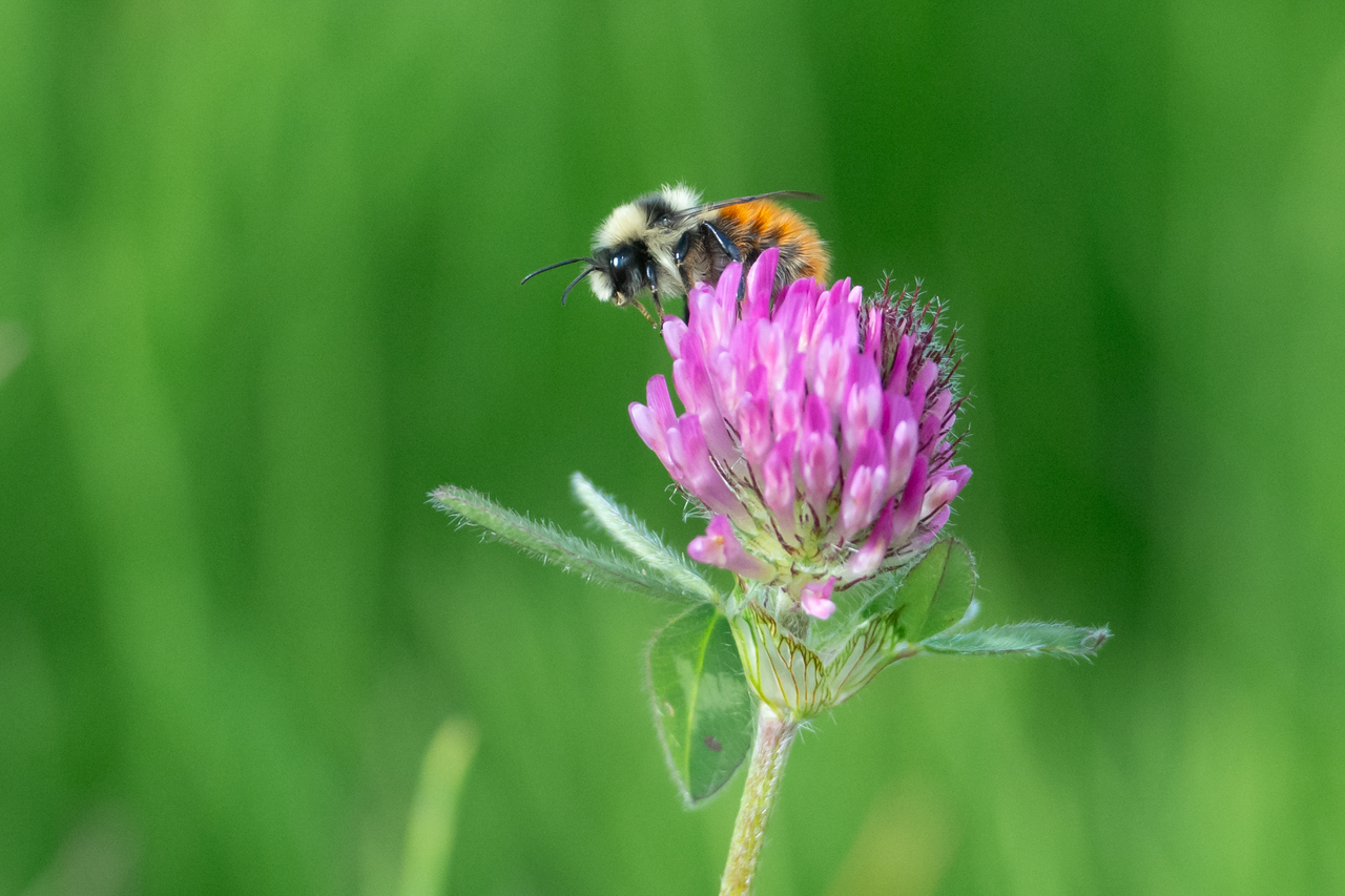 How does temperature affect non-flight bee buzzes?