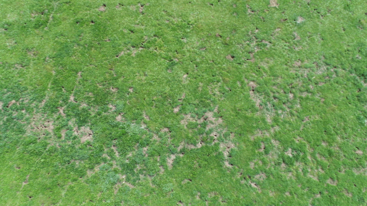 Grassland degradation reshapes the rules linking biodiversity and ecosystem functioning