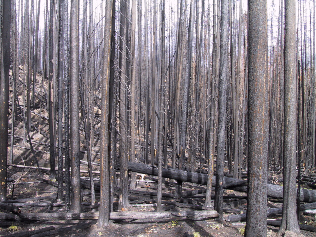 Behind the Book | A Beautifully Burned Forest - Learning to Celebrate Severe Forest Fire