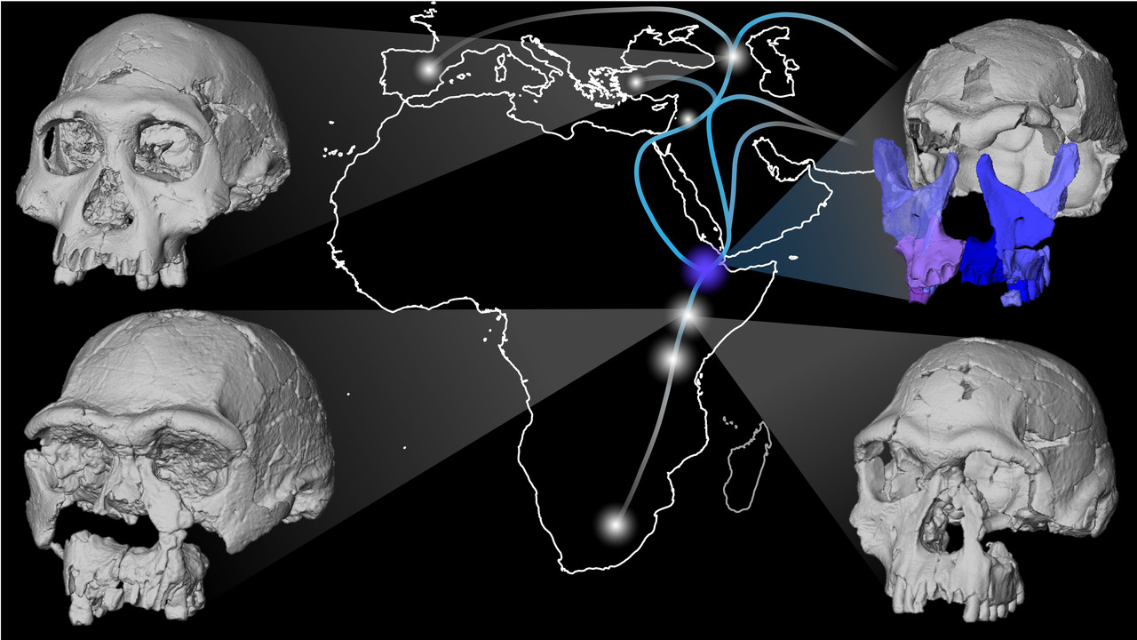 A new face for the first human ancestor to venture out of Africa