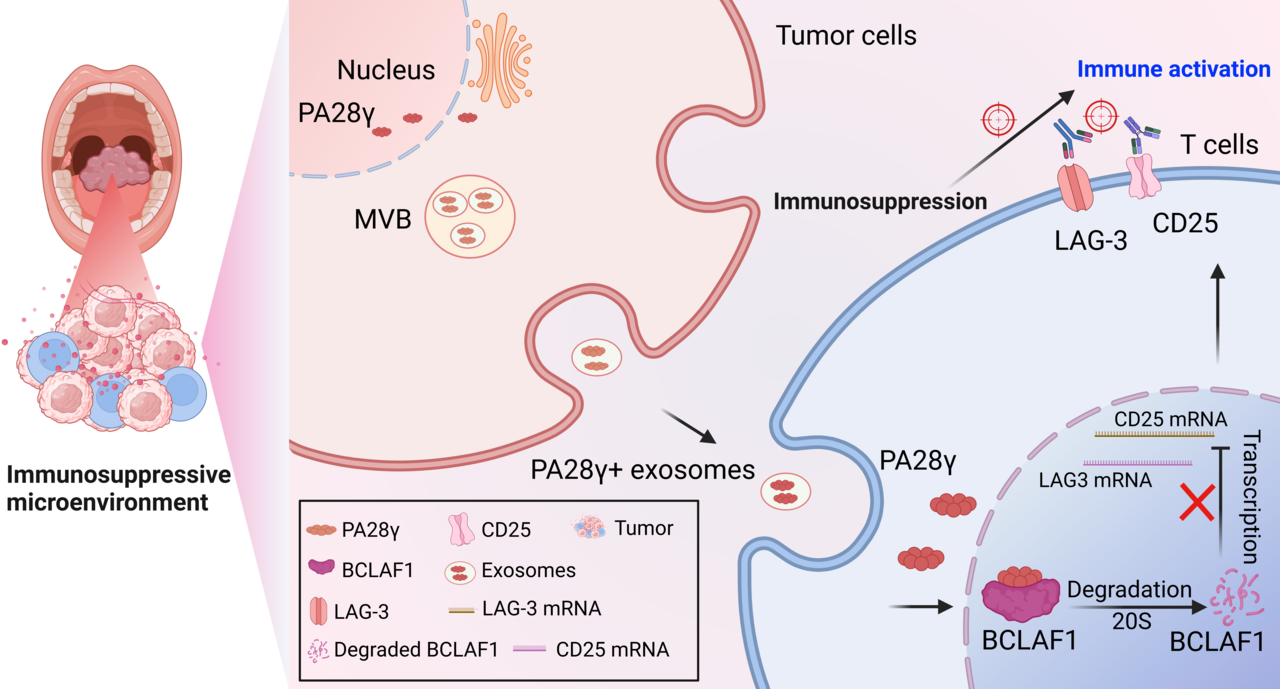 Tumors’ Stealth Tactic: How Cancer Disables Immune Defenses from Within