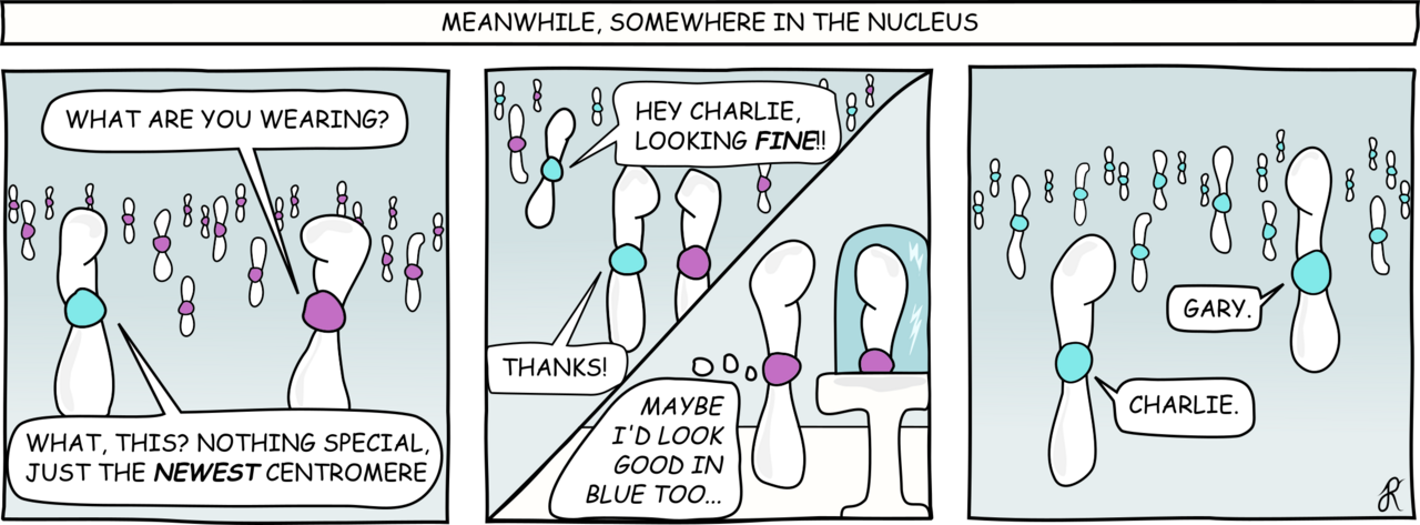 Counting Chromosomes: The Simple Idea That Unlocked the Rules Behind Centromere Evolution