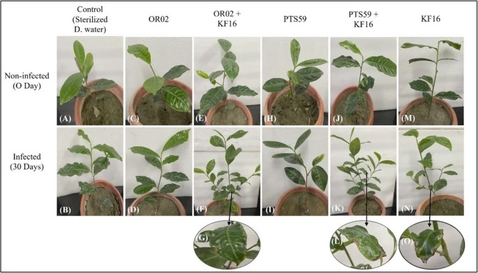 Tea Leaves, Microscopes, and a Microbe Named OR02: The Story Behind Our Research