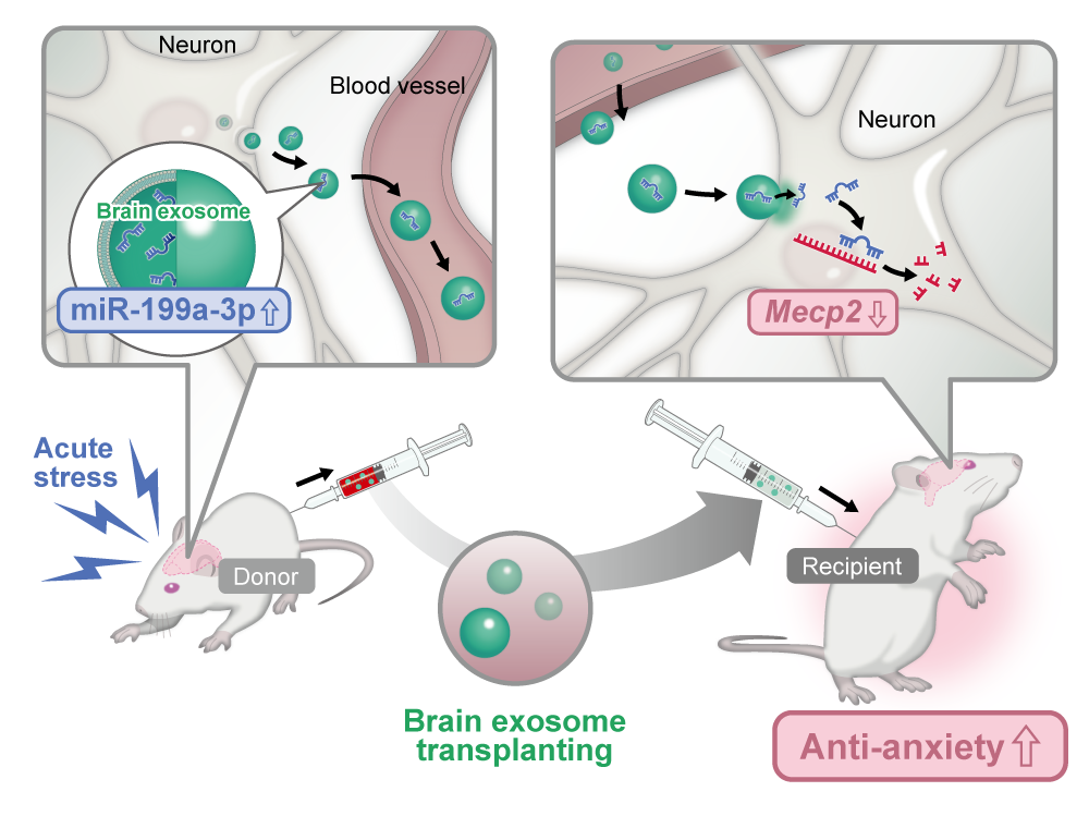Stress-induced brain extracellular vesicles as molecular messengers of resilience