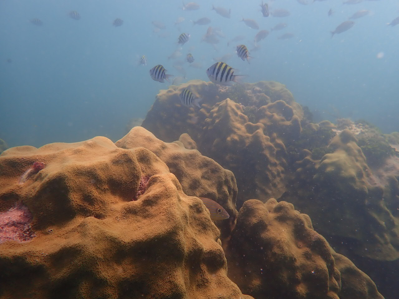 Stress-eating corals: understanding past soft tissue thickness dynamics in corals