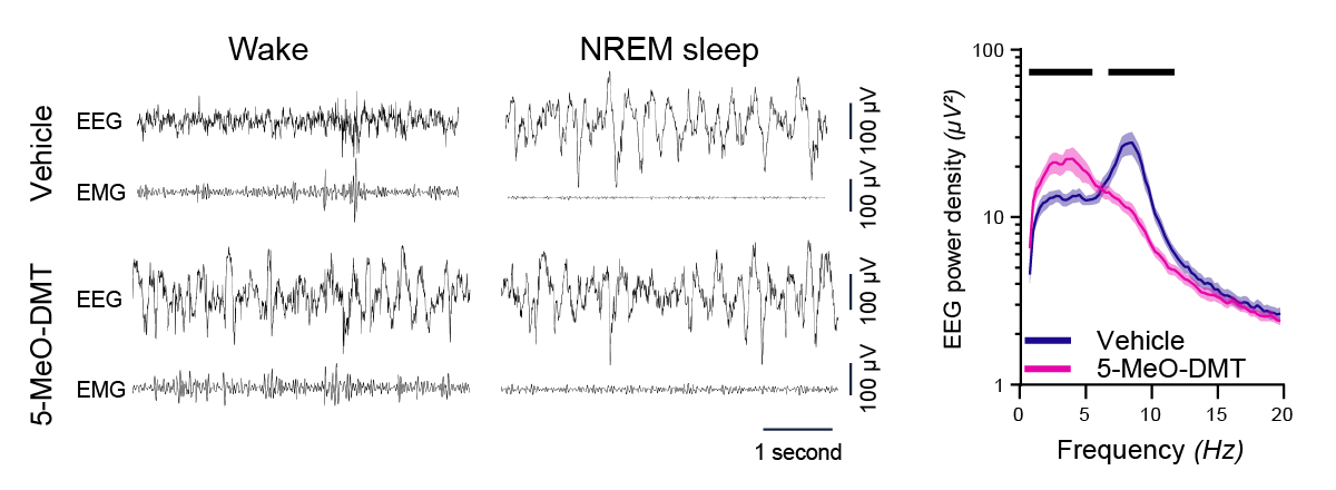 Psychedelic 5-MeO-DMT induces dissociated state in mice