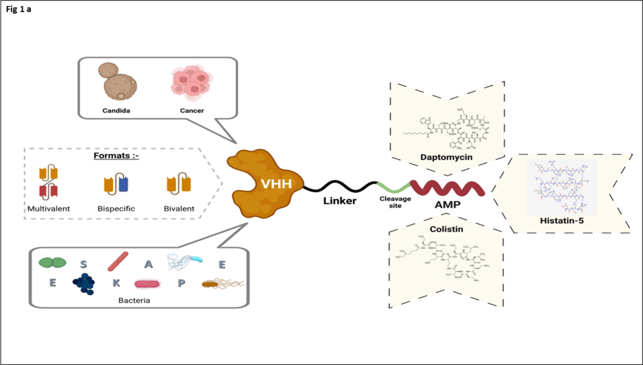 A rapid nanobody based approach for developing antimicrobials against drug- resistant bacteria and yeasts