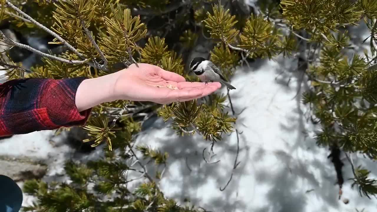 Brains in the Branches: how chickadees outsmart our harsh winters
