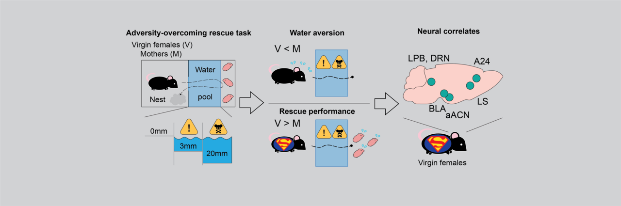 Illuminating the neural correlates of infant care under adversity