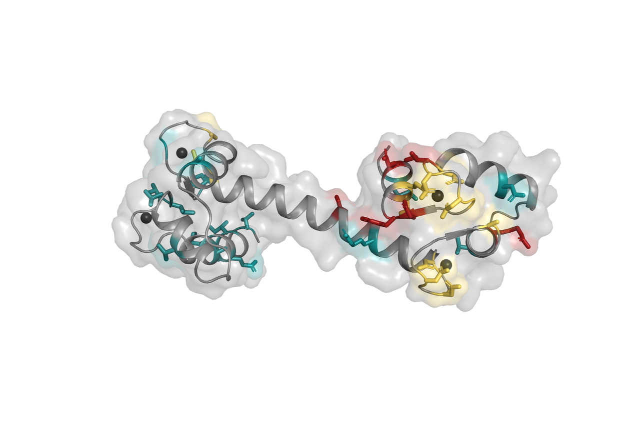 Changing scientific perspective from cardiac arrhythmia to schizophrenia