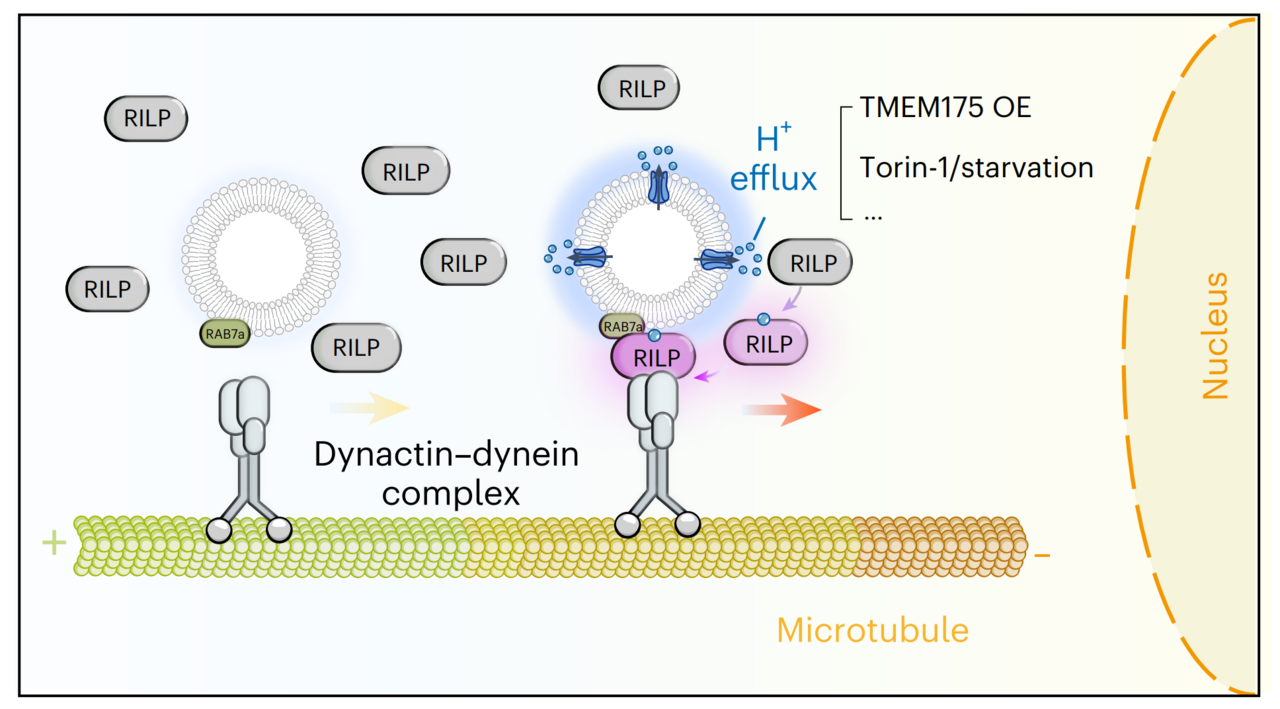 A crosstalk between organelle and cytosolic environment