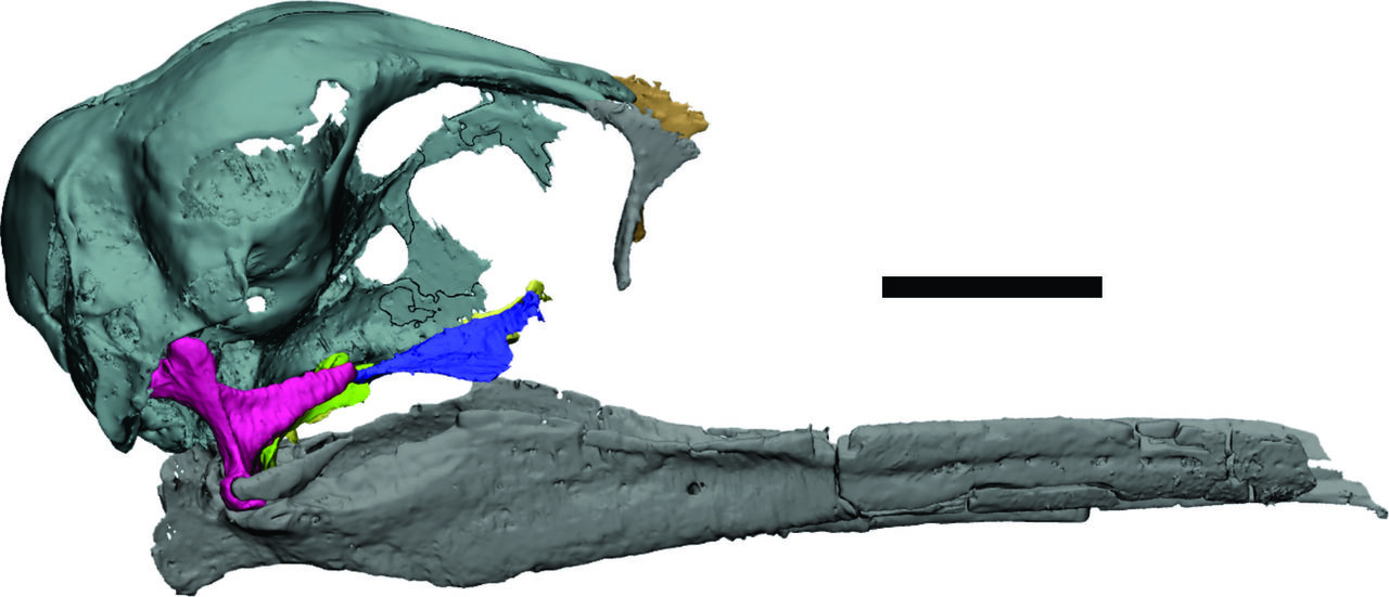 Two new Species of Vegavis (Neornithes) from Antarctica Highlights Unexpected Cretaceous Antarctic Diversity 