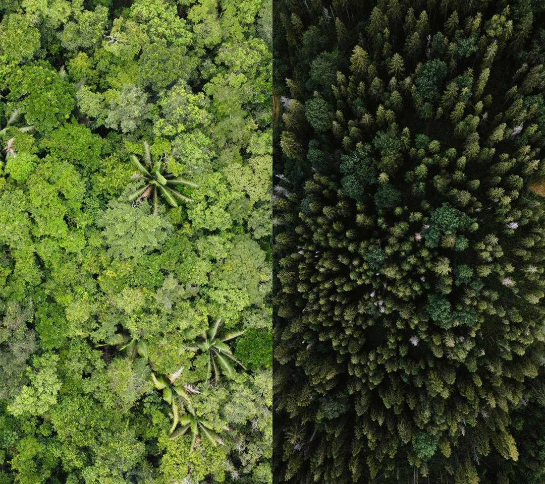 Less is more: Strategic reforestation achieves same cooling with less land