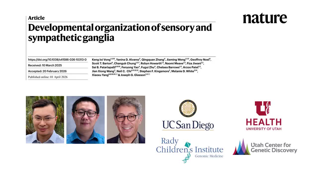 Developmental organization of sensory and sympathetic ganglia