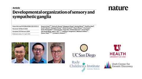 Developmental organization of sensory and sympathetic ganglia