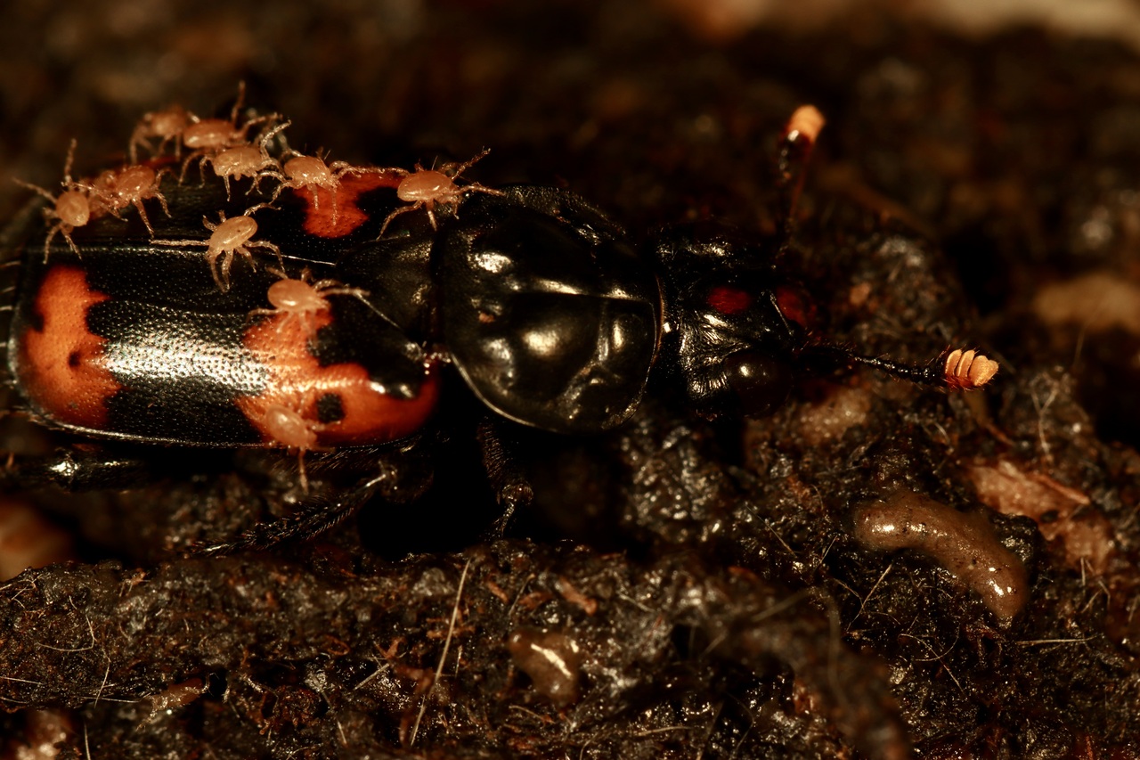 When a mite is your best friend — but only sometimes