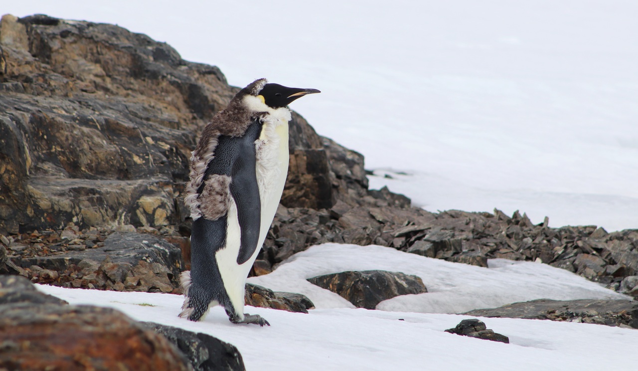 First Observations of Emperor Penguins on Horseshoe Island, Antarctica – 2023