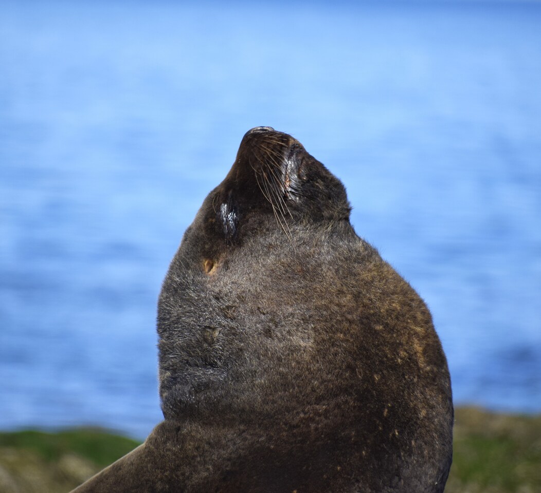 When a toxic bloom reached marine mammals: tracing toxins across the Patagonian food web