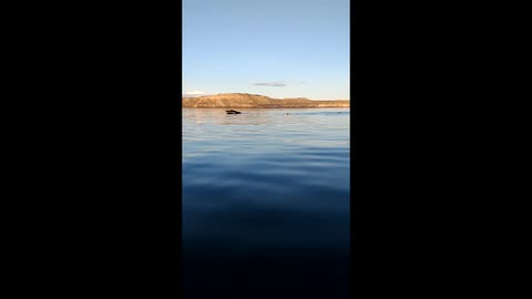 Feeding as a route of toxin entry in southern right whales