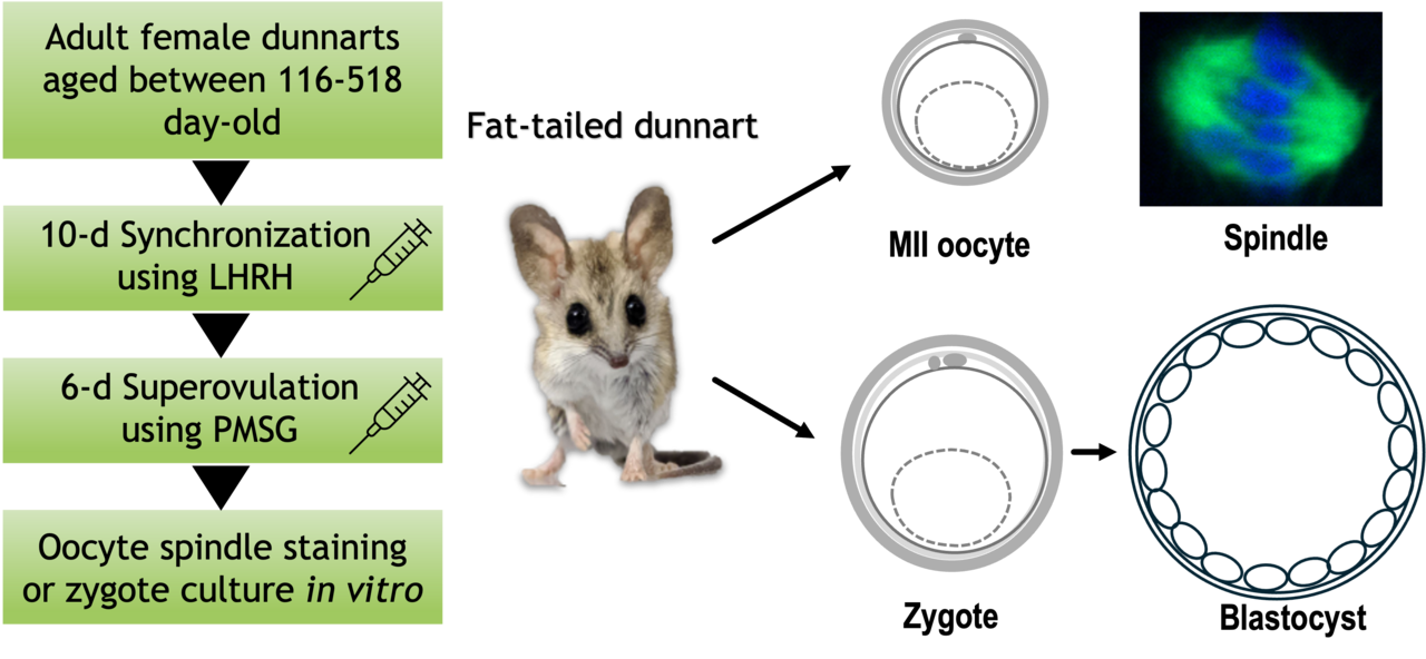 High-yield induced ovulation in the adult marsupial fat-tailed dunnart (Sminthopsis crassicaudata)