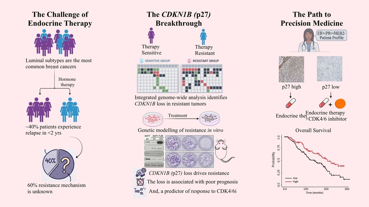 CDKN1B inactivation impacts ER signaling and drives resistance to endocrine therapy in breast cancer