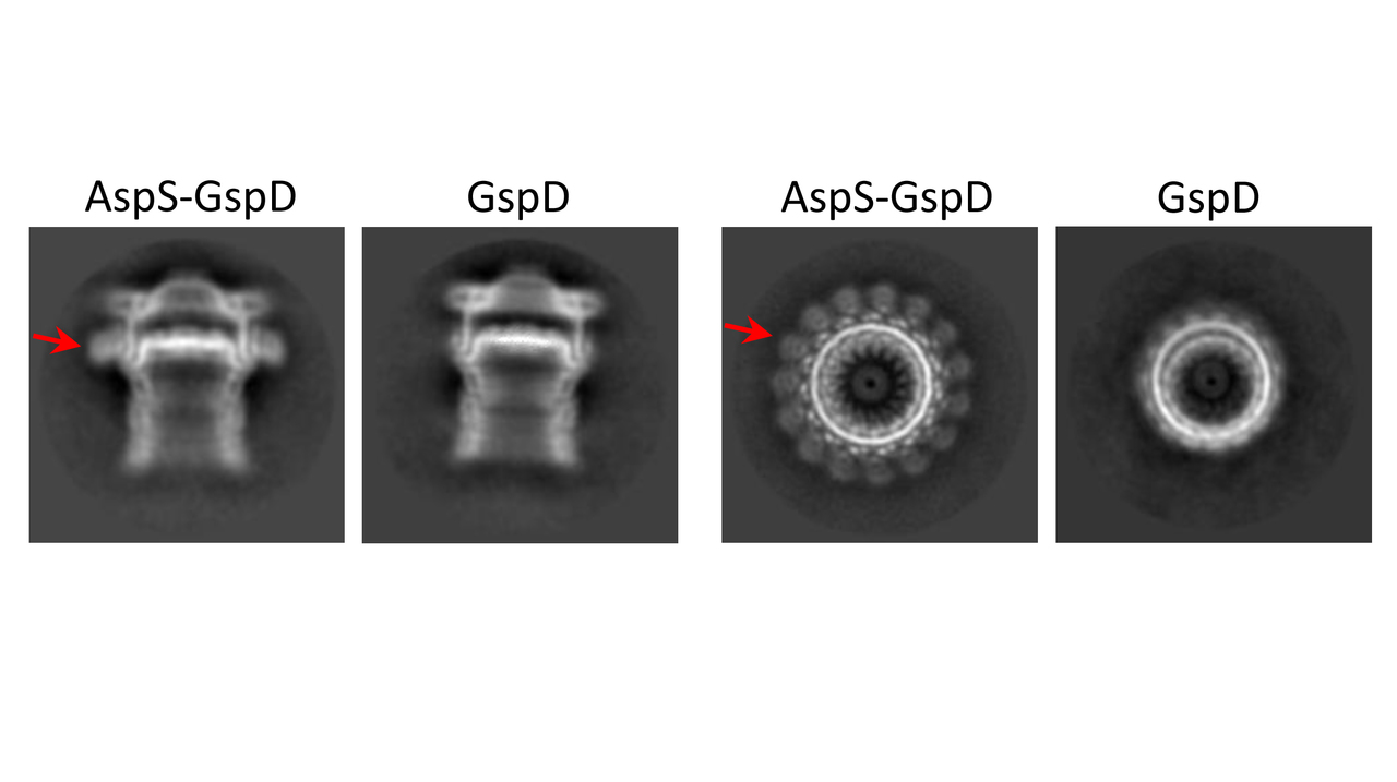 Never give up your protein!